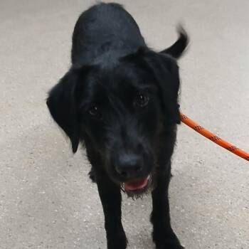 Bo -  Black Labrador Retriever and Poodle Dog for Adoption in Wadena, Minnesota - Bo | PetCurious