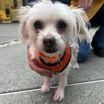 Pink Flamingo 14214 -  Maltese Dog for Adoption in San Francisco, California - Pink Flamingo 14214 | PetCurious