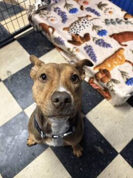 Mary Jane -  Pit Bull Terrier Dog for Adoption in Chicago, Illinois - Mary Jane | PetCurious
