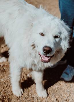 Great Pyrenees Dogs Available for Adoption - Marcell | PetCurious