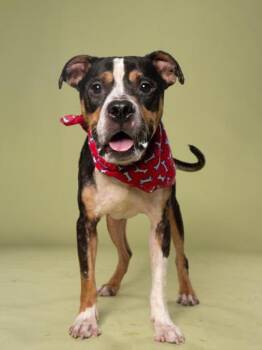 Carson -  Pit Bull Terrier Dog for Adoption in Atlanta, Georgia - Carson | PetCurious