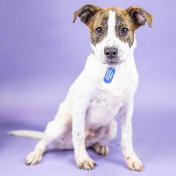 Henry -  Mixed Breed and None Dog for Adoption in Portland, Oregon - Henry | PetCurious