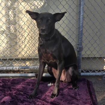 Rescue German Shepherd Dog and Pit Bull Terrier Dogs for Adoption in Edison, New Jersey - Bianca | PetCurious