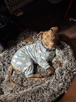Toffee -  American Staffordshire Terrier and Mixed Breed Dog for Adoption in Coldwater, Michigan - Toffee | PetCurious
