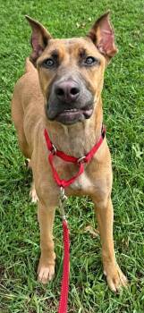 Gretchen Woofson -  Doberman Pinscher Dog for Adoption in Chattanooga, Tennessee - Gretchen Woofson | PetCurious