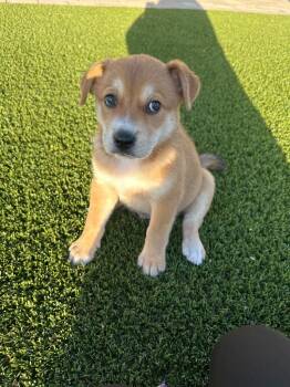 Din Djarin -  Labrador Retriever and Chow Chow Dog for Adoption in Phoenix, Arizona - Din Djarin | PetCurious