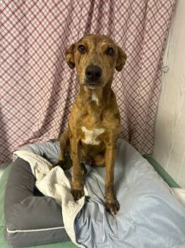 Rescue Mountain Cur Dogs for Adoption in Opelousas, Louisiana - Pine Cone | PetCurious