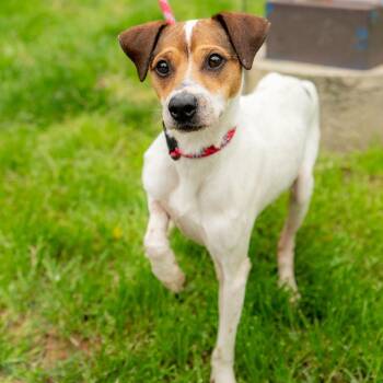 Jack Russell Terrier Dogs Available for Adoption in Chester Springs, Pennsylvania - Big Albert | PetCurious