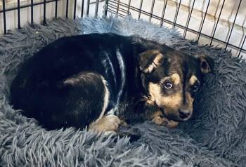 Australian Cattle Dog Blue Heeler and German Shepherd Dog Dogs Available for Adoption in Hardin, Montana - True | PetCurious