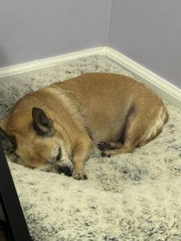 Rose ~ -  Chihuahua and Pug Dog for Adoption in Columbia, Tennessee - Rose ~ | PetCurious