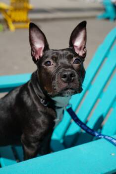 Ripley -  Mixed Breed Dog for Adoption in New York, New York - Ripley | PetCurious