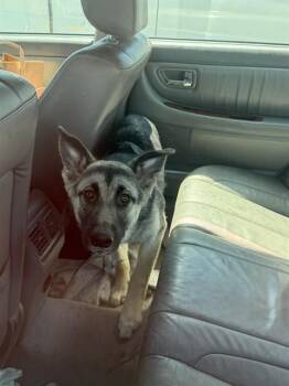 German Shepherd Dog Dogs Available for Adoption in Stockton, California - PERDITA | PetCurious