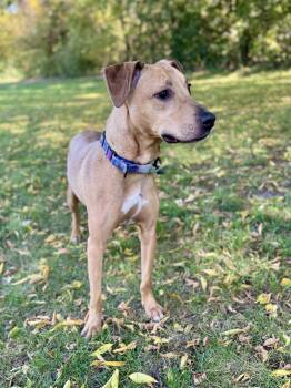 Bella -  Retriever Dog for Adoption in Midland, Michigan - Bella | PetCurious