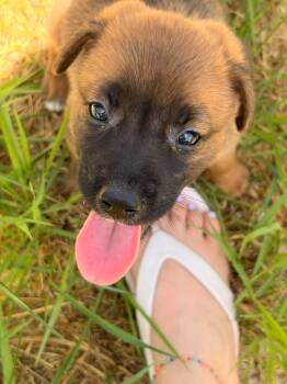 Dean -  Labrador Retriever Dog for Adoption in Huntington, New York - Dean | PetCurious