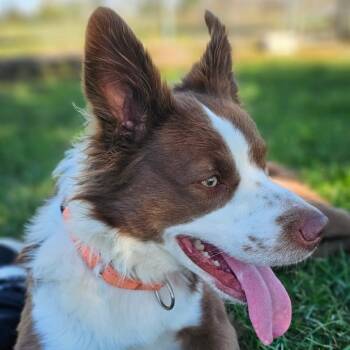 Irwin -  Australian Shepherd and Border Collie Dog for Adoption in Marysville, Ohio - Irwin | PetCurious