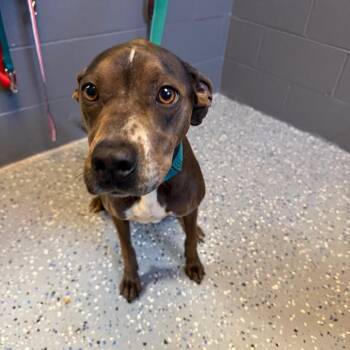 Pebbles -  American Staffordshire Terrier and Pit Bull Terrier Dog for Adoption in Tuscaloosa, Alabama - Pebbles | PetCurious