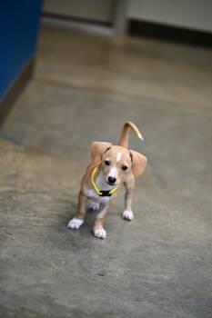River - Chiweenie Cuties -  Chiweenie Dog for Adoption in Falmouth, Maine - River - Chiweenie Cuties | PetCurious