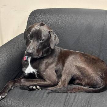 Shadow -  Black Labrador Retriever Dog for Adoption in Martinsburg, West Virginia - Shadow | PetCurious