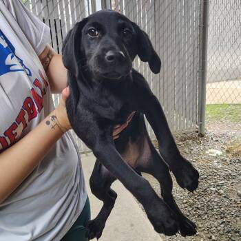 Ebony -  Mixed Breed Dog for Adoption in Walker, Michigan - Ebony | PetCurious
