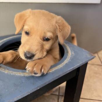 Melatonin -  Mixed Breed Dog for Adoption in Buffalo, Minnesota - Melatonin | PetCurious