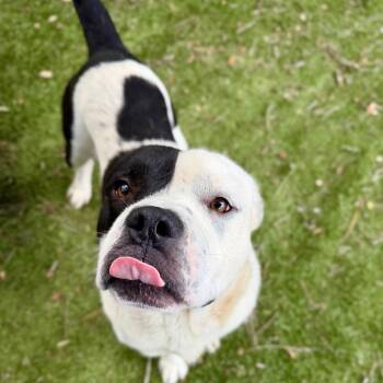 Bernie -  Mixed Breed Dog for Adoption in Milton, Florida - Bernie | PetCurious