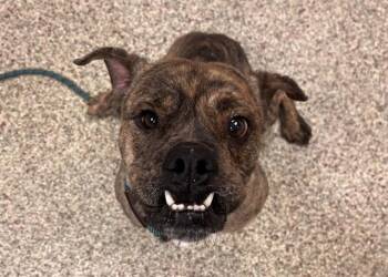 Pit Bull Terrier and Mixed Breed Dogs Available for Adoption in Colorado Springs, Colorado - CHANCE THE FROG | PetCurious