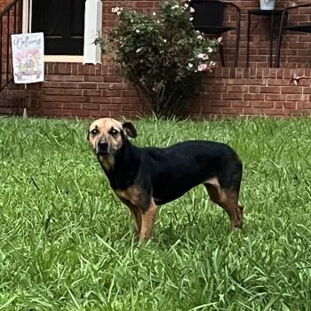 DollyWood -  Hound Dog for Adoption in Greensboro, North Carolina - DollyWood | PetCurious