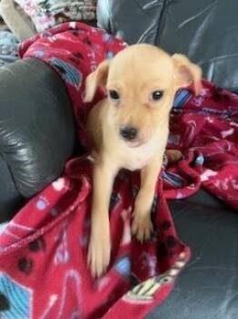 Lychee -  Chihuahua Dog for Adoption in Sedalia, Colorado - Lychee | PetCurious