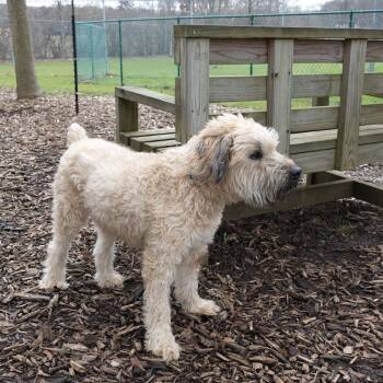 Wheaten Terrier Dogs Available for Adoption - Koby | PetCurious