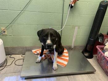 MOOKIE -  American Staffordshire Terrier and Mixed Breed Dog for Adoption in Grand Prairie, Texas - MOOKIE | PetCurious