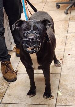 Rescue Mixed Breed Dogs for Adoption in Cincinnati, Ohio - Shadow (Actual) | PetCurious