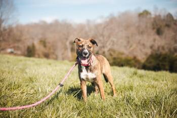 Australian Shepherd and Mixed Breed Dogs Available for Adoption - Margot- Transport | PetCurious