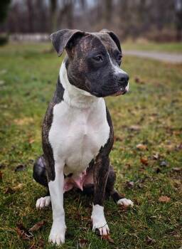 Boxer Dogs Available for Adoption in Bay City, Michigan - Laurel | PetCurious
