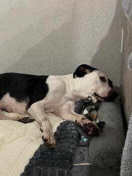 American Staffordshire Terrier Dogs Available for Adoption - Astor | PetCurious