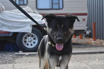 Rescue German Shepherd Dog Dogs for Adoption in Billings, Montana - Maximus | PetCurious