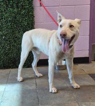 61275048 -  Mixed Breed Dog for Adoption in El Paso, Texas - 61275048 | PetCurious