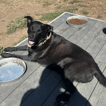 Freya -  Shepherd and Bull Terrier Dog for Adoption in Cashmere, Washington - Freya | PetCurious