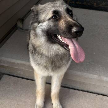 Maggie Leigh -  German Shepherd Dog Dog for Adoption in Van Horne, Iowa - Maggie Leigh | PetCurious