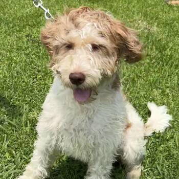 Cooper -  Poodle and Labradoodle Dog Available for Adoption in Bellaire, Texas - Cooper | PetCurious