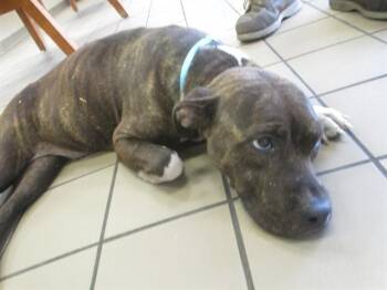 MAZIE -  Pit Bull Terrier Dog for Adoption in Ocala, Florida - MAZIE | PetCurious