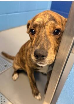 Lola -  Mixed Breed Dog for Adoption in Conway, South Carolina - Lola | PetCurious
