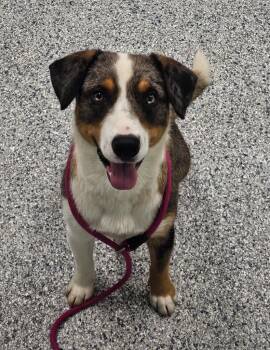 Beamer -  Terrier Dog for Adoption in Athens, Tennessee - Beamer | PetCurious