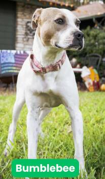 Rescue Pit Bull Terrier and Labrador Retriever Dogs for Adoption in Houston, Texas - Bumblebee | PetCurious