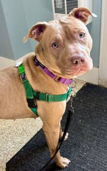 Pit Bull Terrier Dogs Available for Adoption in Dillsburg, Pennsylvania - Zya | PetCurious
