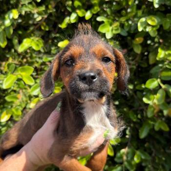 Ginger -  Terrier and Mixed Breed Dog for Adoption in Goleta, California - Ginger | PetCurious