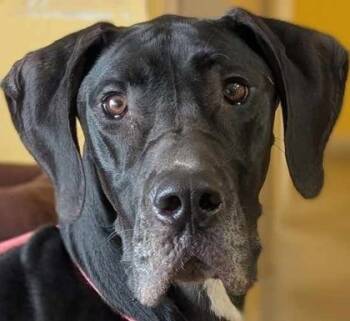 Rescue Great Dane Dogs for Adoption in La Harpe, Kansas - Odile | PetCurious