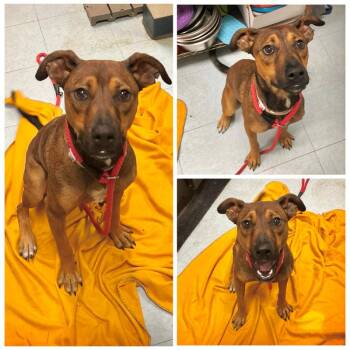 Poppi -  Coonhound Dog for Adoption in Dublin, Virginia - Poppi | PetCurious