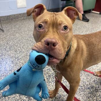 Mixed Breed Dogs Available for Adoption - Rugby | PetCurious