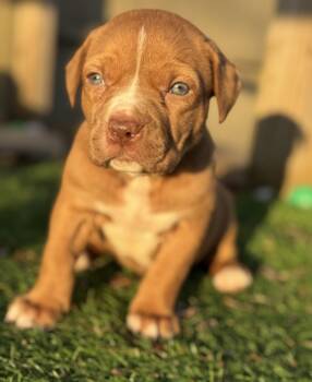 Catahoula Leopard Dog and Labrador Retriever Dogs Available for Adoption - Lilac | PetCurious