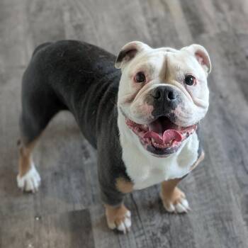 Charlie -  Bulldog Dog for Adoption in Alma, Michigan - Charlie | PetCurious